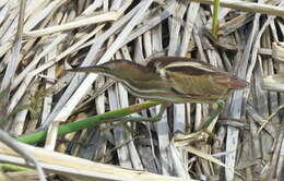 Image of Least Bittern