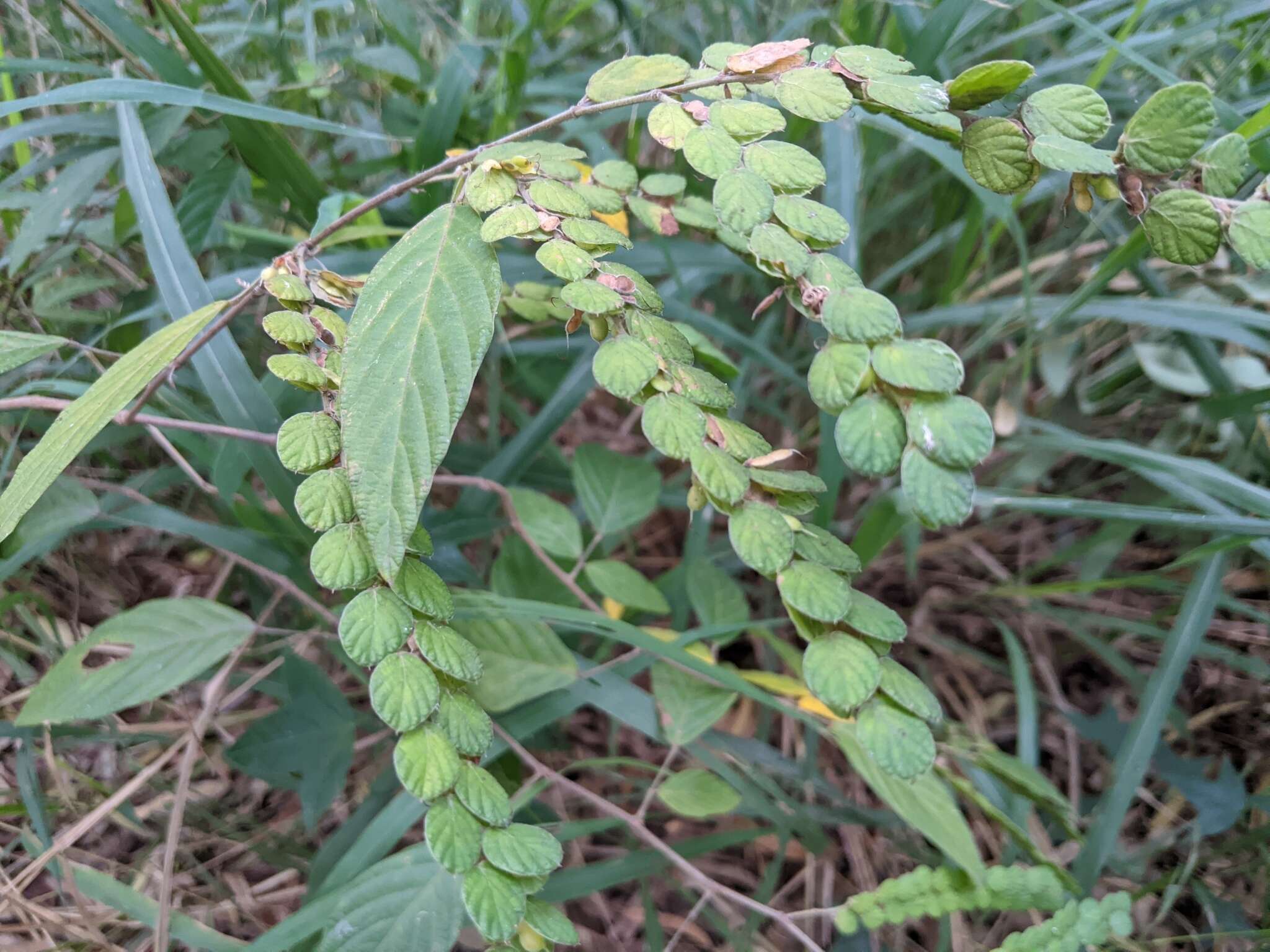 Image de Phyllodium pulchellum (L.) Desv.