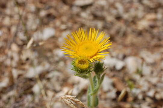 Image of Pentanema helenioides (DC.) D. Gut. Larr., Santos-Vicente, Anderb., E. Rico & M. M. Mart. Ort.