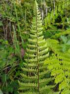 Image of royal lipfern