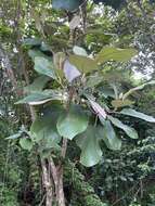 Miconia argentea (Sw.) DC. resmi