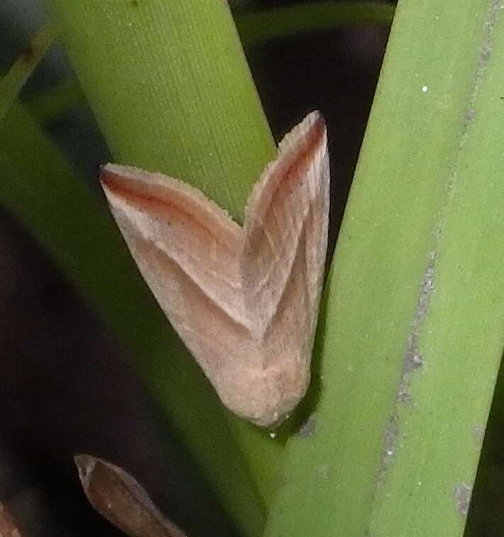 Image of Straight-lined Seed Moth