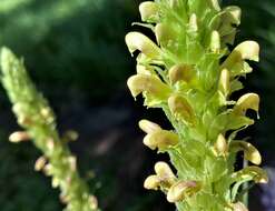 Imagem de Pedicularis bracteosa var. latifolia (Pennell) Cronq.