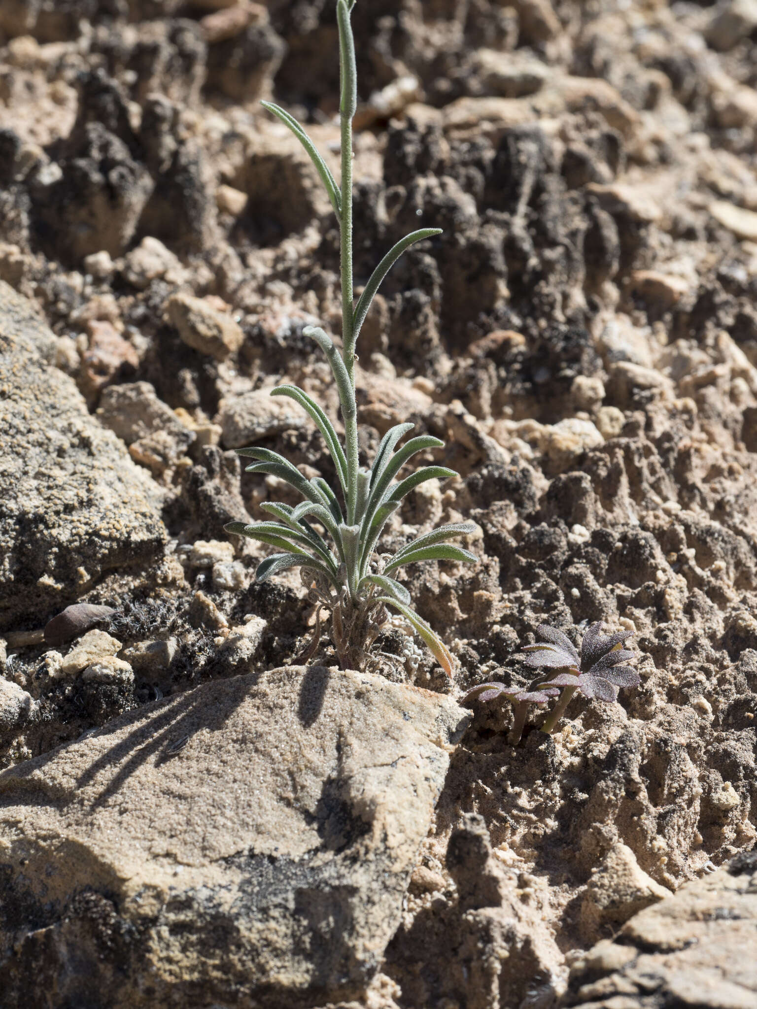 Image de Boechera formosa (Greene) Windham & Al-Shehbaz