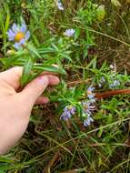 Plancia ëd Symphyotrichum firmum (Nees) G. L. Nesom