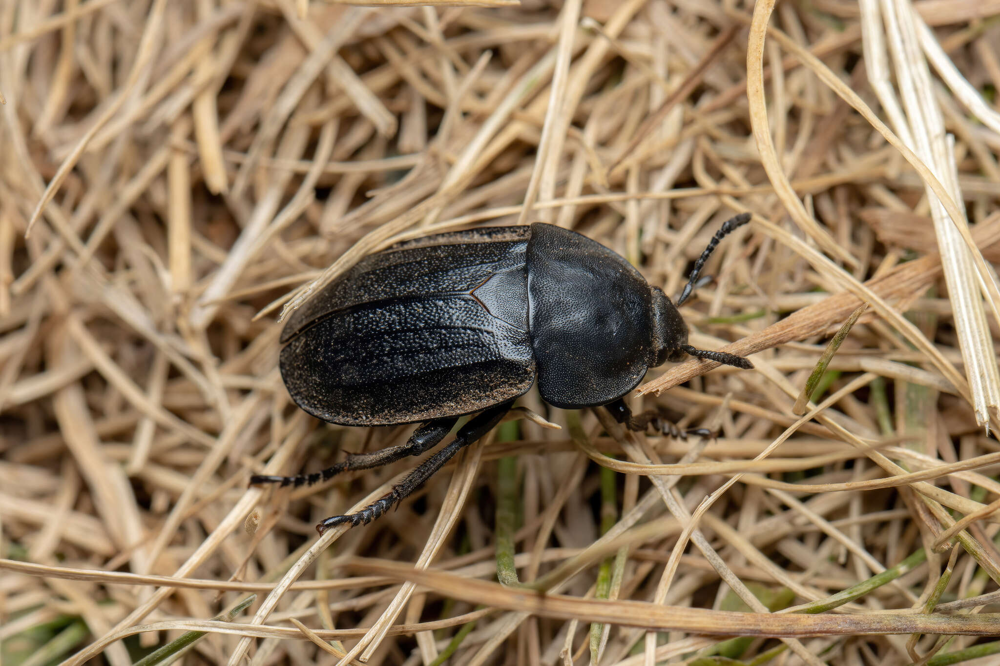 Image of Silpha (Silpha) tyrolensis Laicharting 1781