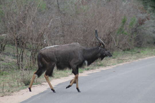 Image of Nyala