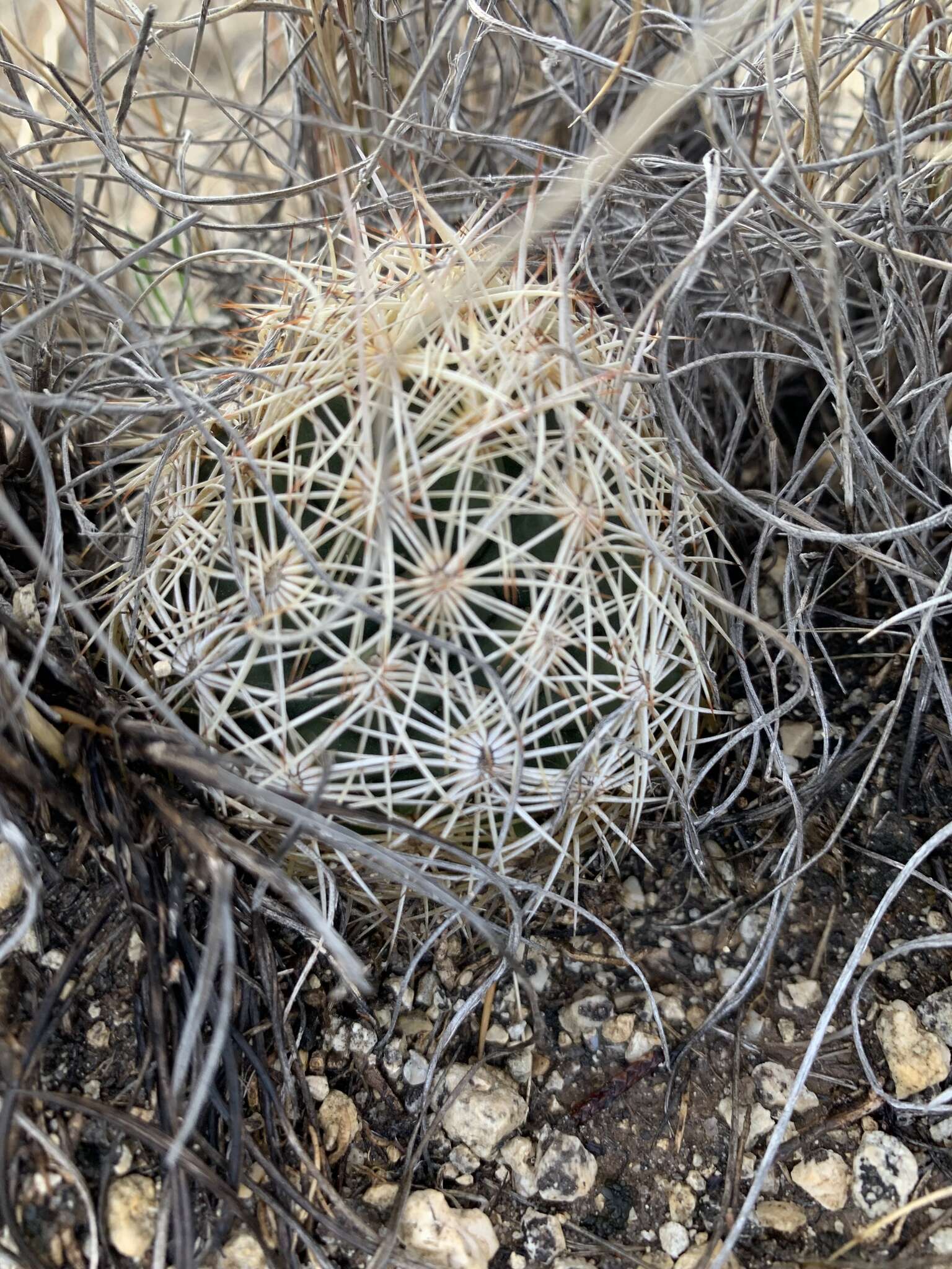 Image of rhinoceros cactus