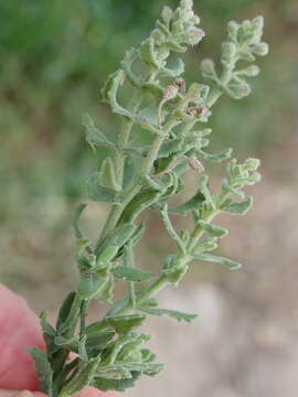 Image of Chaenostoma caeruleum (L. fil.) Kornhall