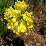 Image of Eulophia leontoglossa Rchb. fil.