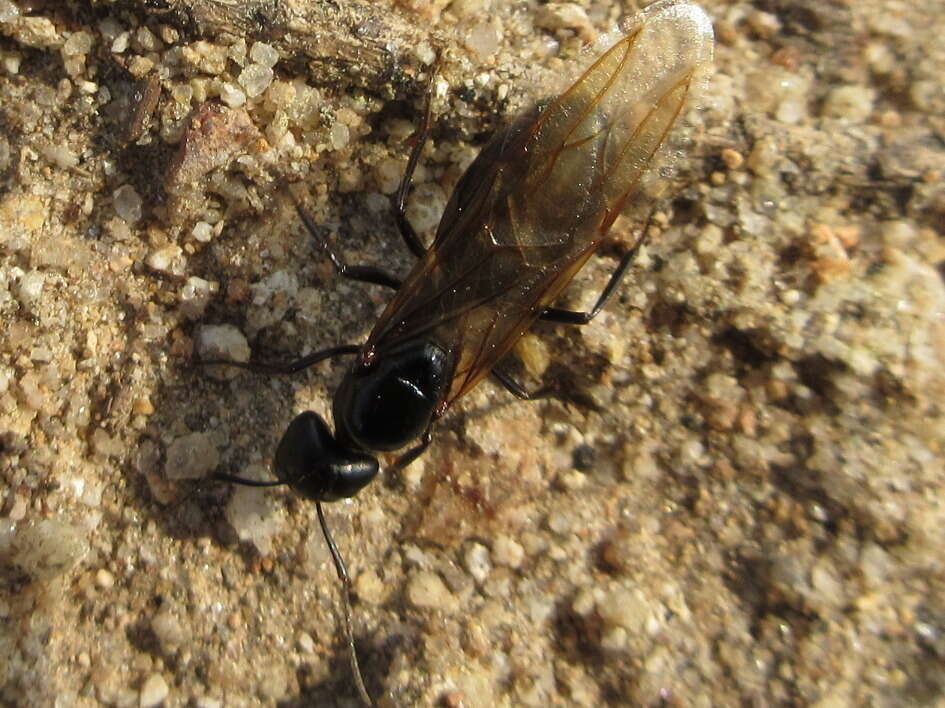 Plancia ëd Camponotus japonicus Mayr 1866