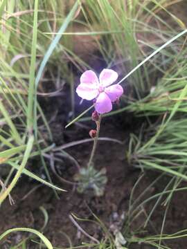 Image of Drosera dielsiana Exell & Laundon