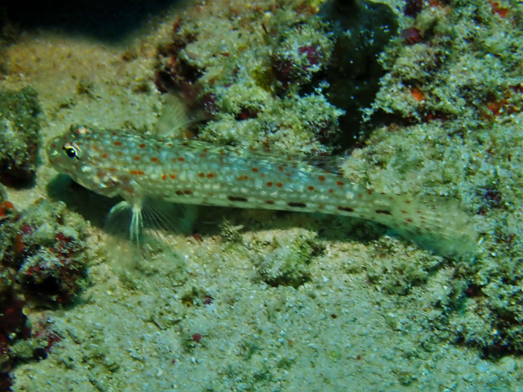 Image of Decorated goby