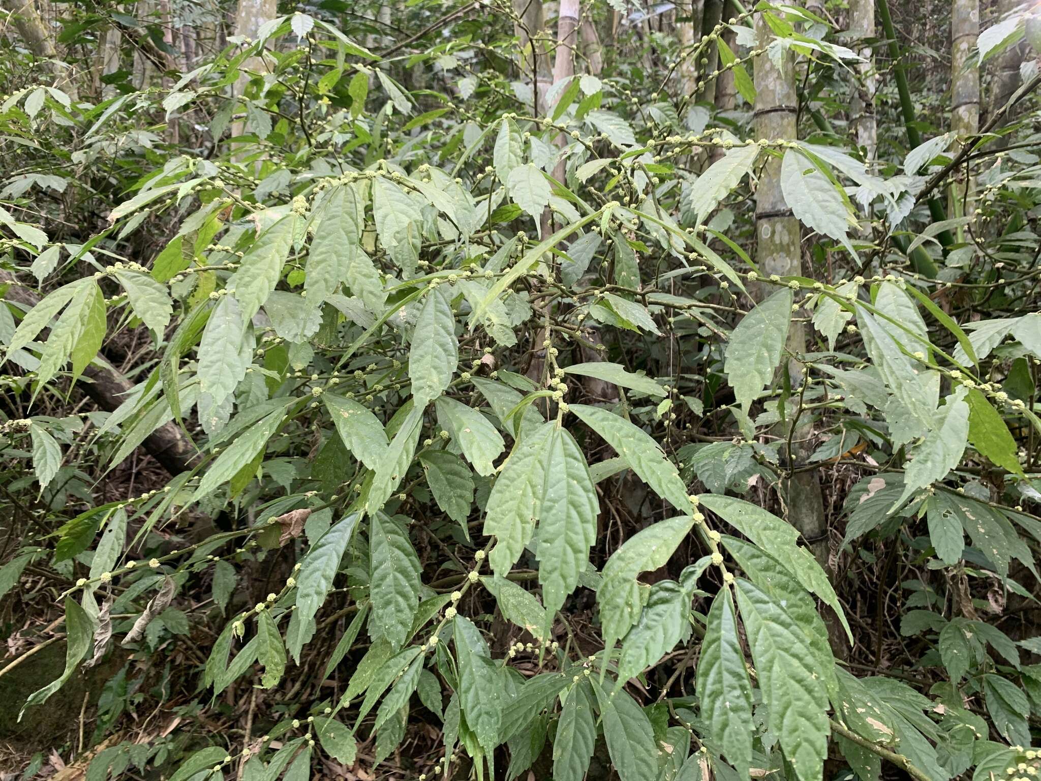 Image of Elatostema lineolatum Wight