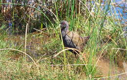 Image of Plumbeous Rail