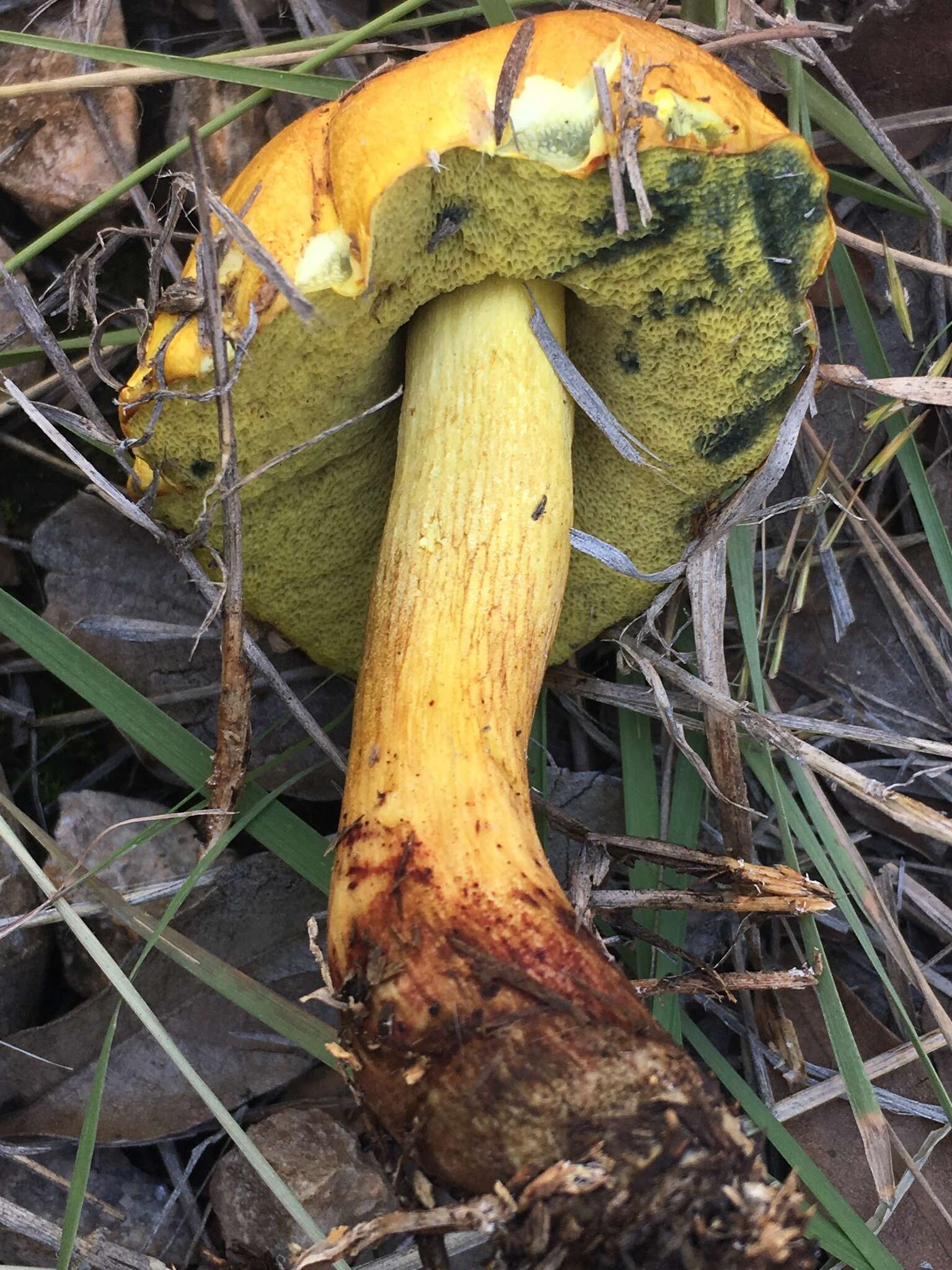 Image of Boletus holoxanthus Both, Bessette & R. Chapm. 2000