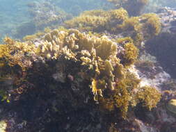 Image of Fire coral