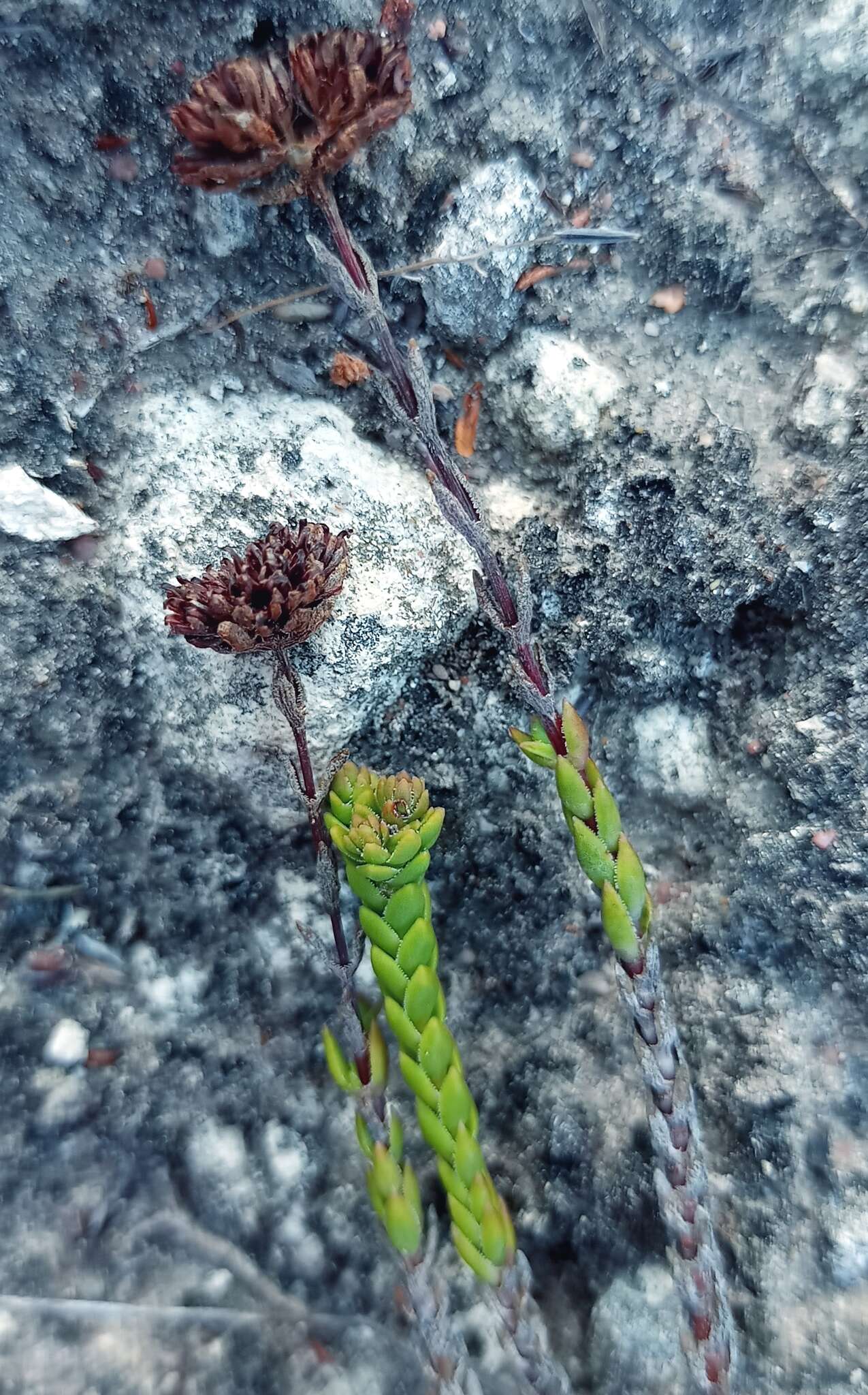 Image of Crassula subulata var. fastigiata (Schönl.) Tölken