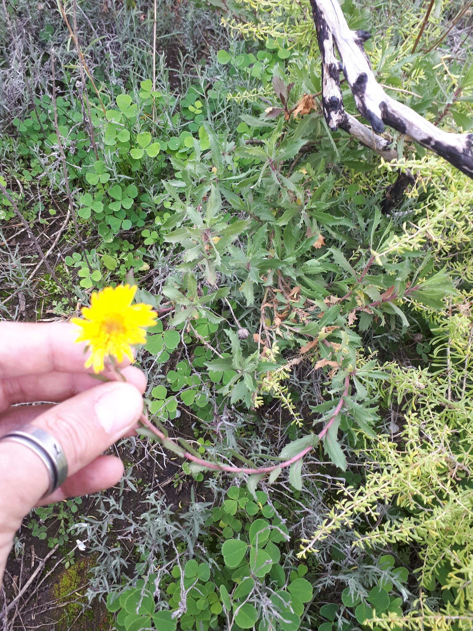 Image of Grindelia brachystephana Griseb.