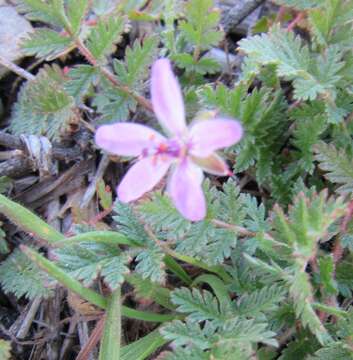 Imagem de Erodium cicutarium (L.) L'Her.