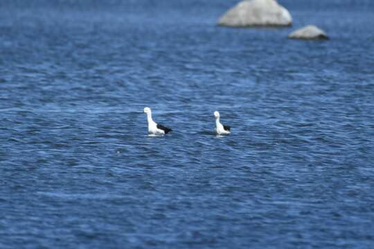 Image of Andean Avocet