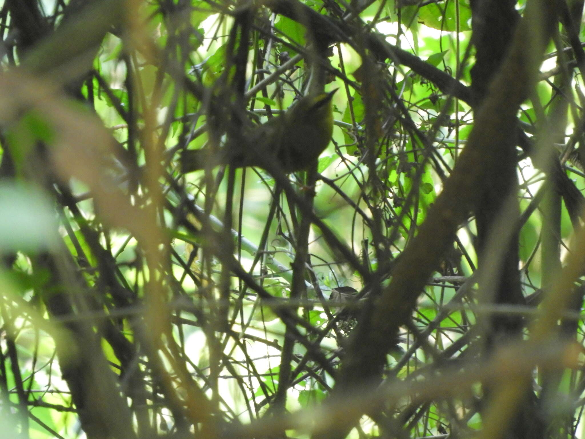 Image of Pale-legged Warbler