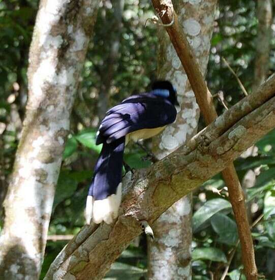 Imagem de Cyanocorax chrysops (Vieillot 1818)