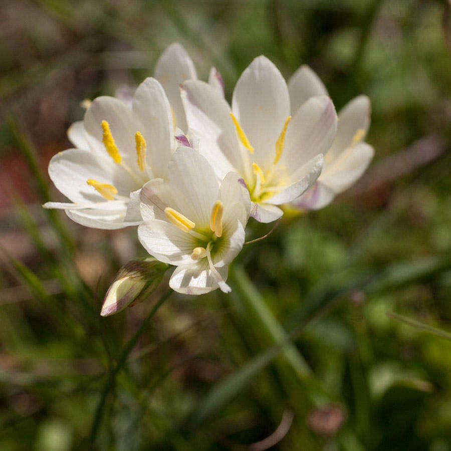 Image of Geissorhiza imbricata subsp. imbricata