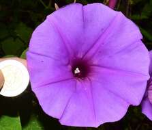 Image of Ipomoea pedicellaris Benth.