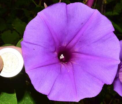 Image of Ipomoea pedicellaris Benth.