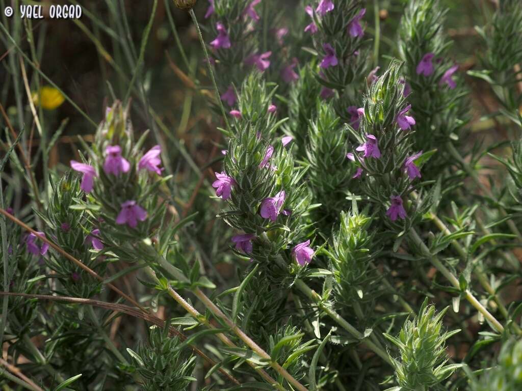 Image of Thymbra spicata L.