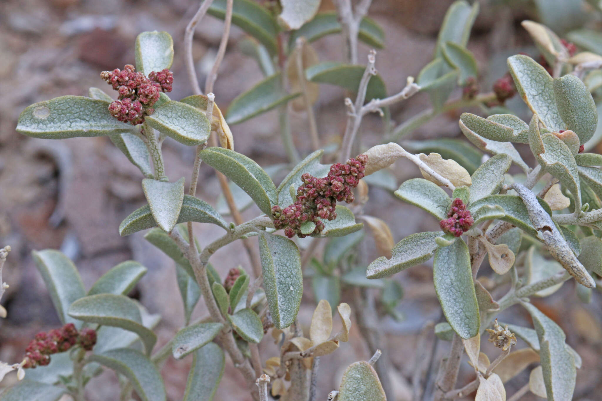 Image de Atriplex garrettii Rydberg