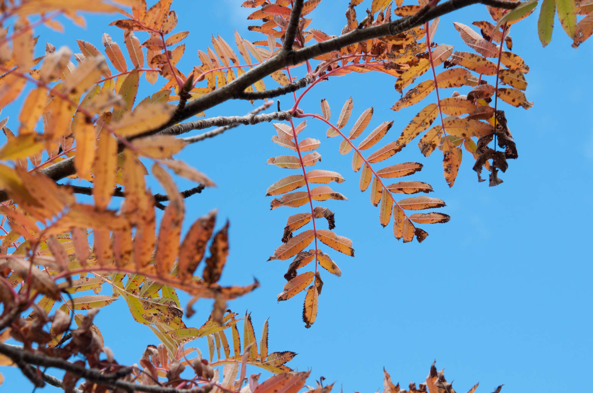 Image of Sorbus randaiensis (Hayata) Koidz.