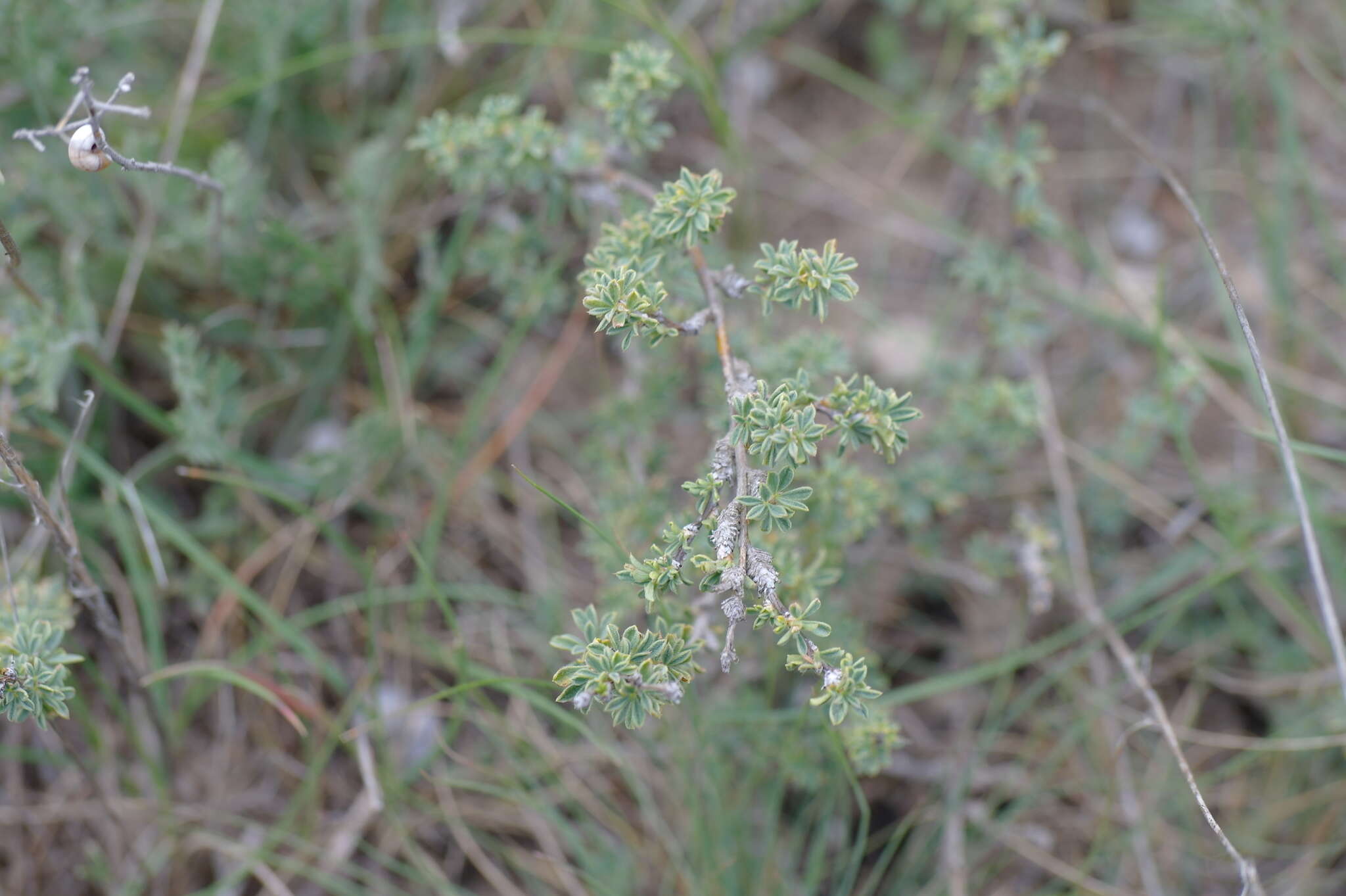 Image of Caragana scythica (Kom.) Pojark.