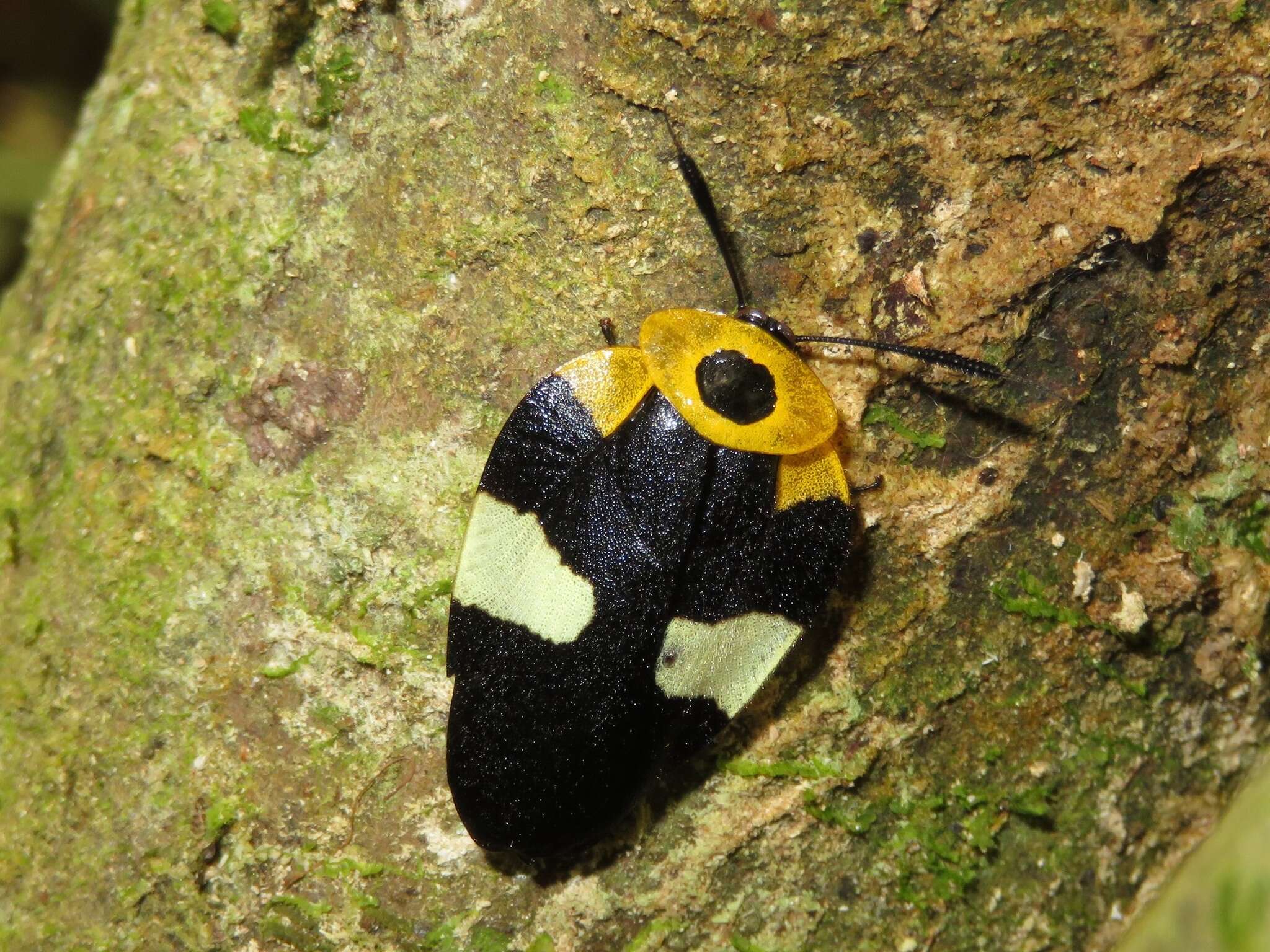 Image of Eushelfordia pica (Walker & F. 1868)