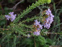 Image of Selago rotundifolia L. fil.