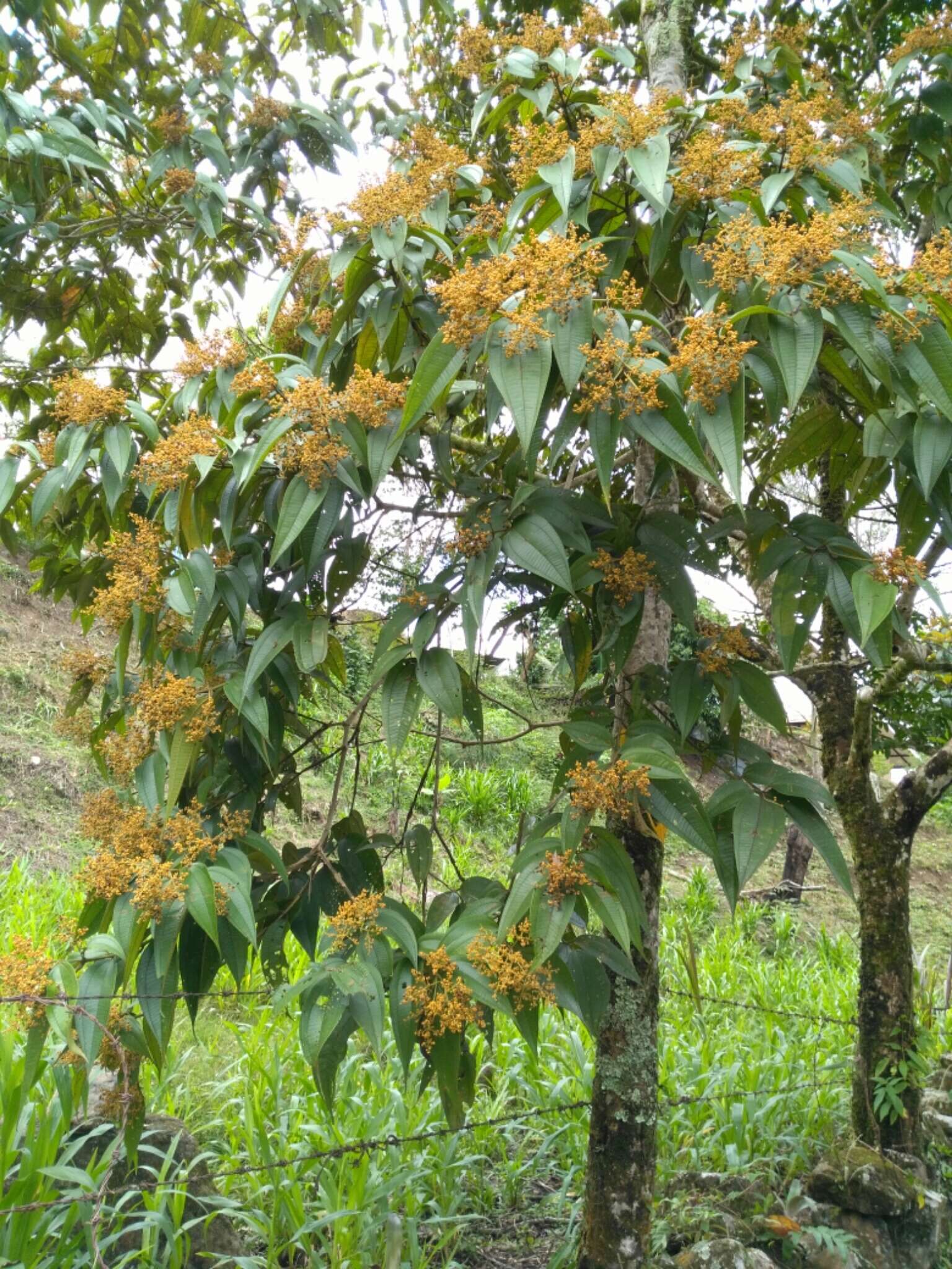 Miconia dolichorrhyncha Naud.的圖片