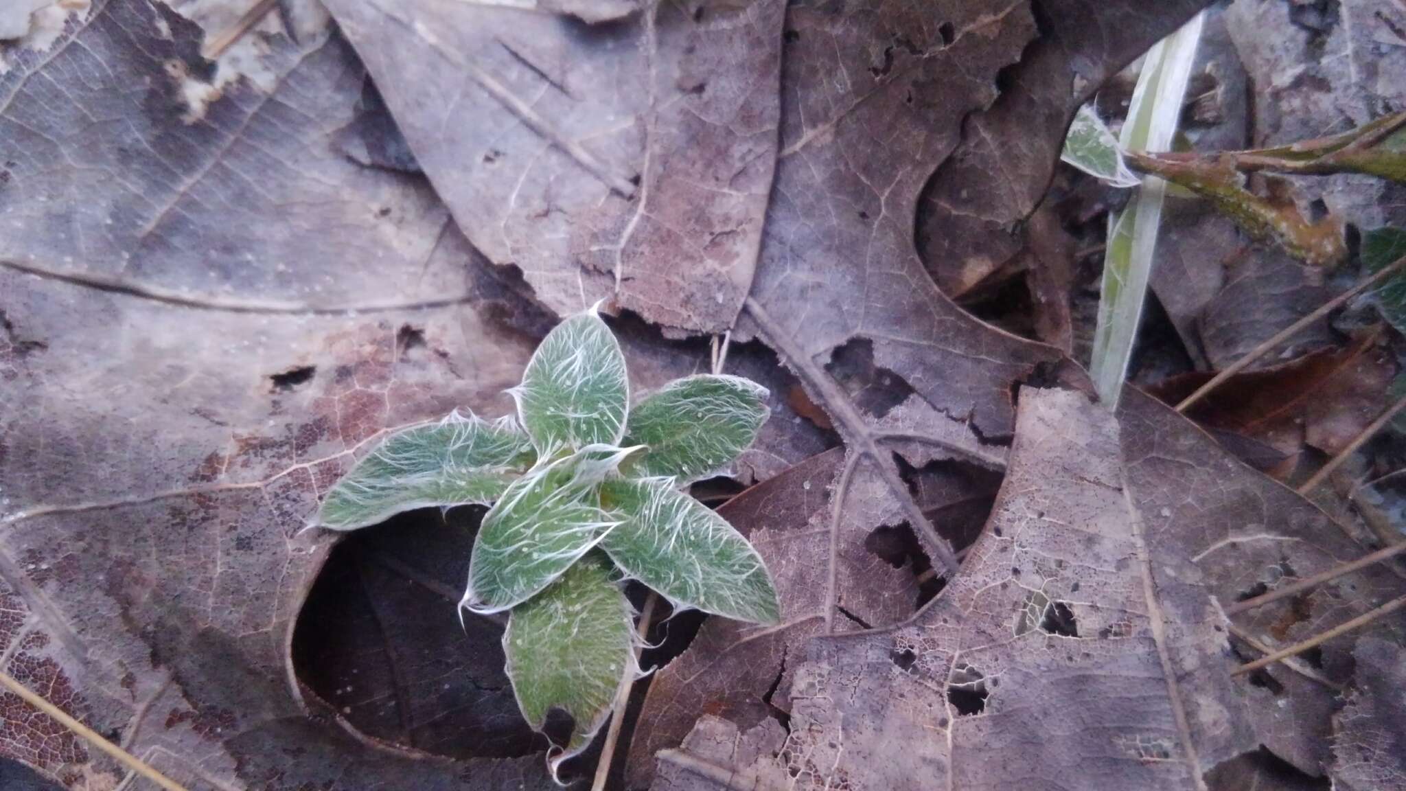 Image de Pityopsis flexuosa (Nash) Small