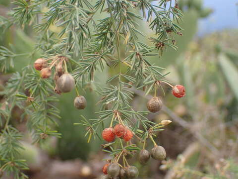 Image of Asparagus umbellatus Link