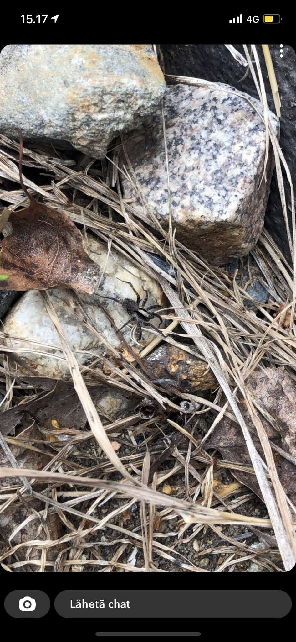 Image of Burnt wolf spider