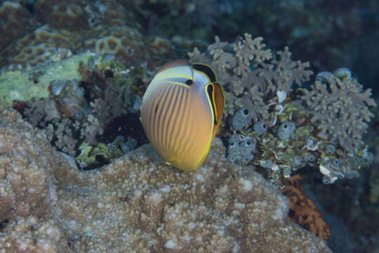 Слика од Chaetodon lunulatus Quoy & Gaimard 1825