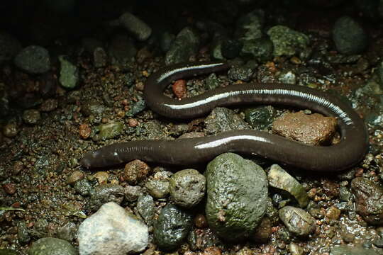 Plancia ëd Ichthyophis hypocyaneus (Van Hasselt ex Boie 1827)