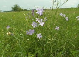 Imagem de Linum nervosum Waldst. & Kit.