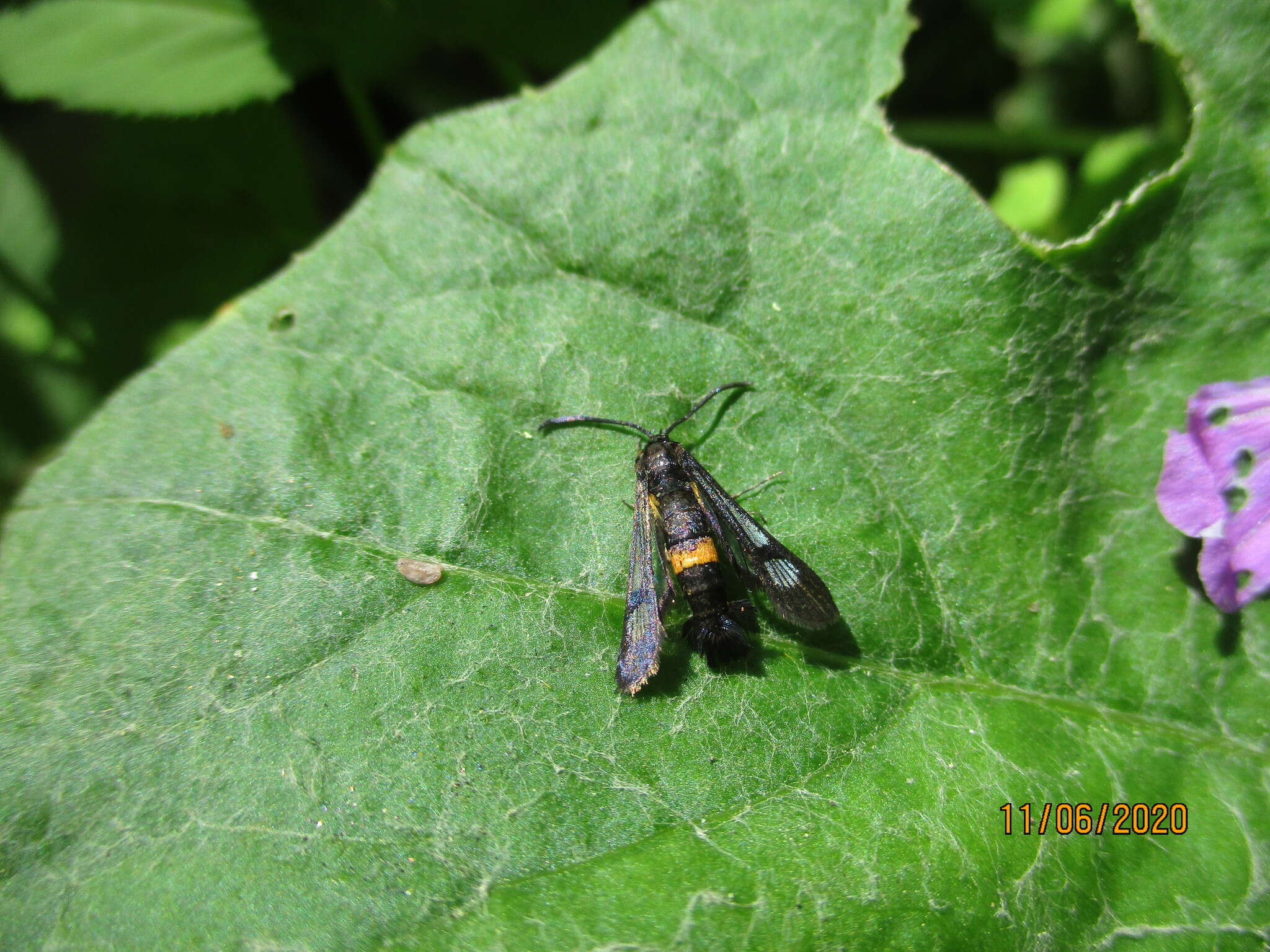 Image of Synanthedon soffneri Spatenka 1983