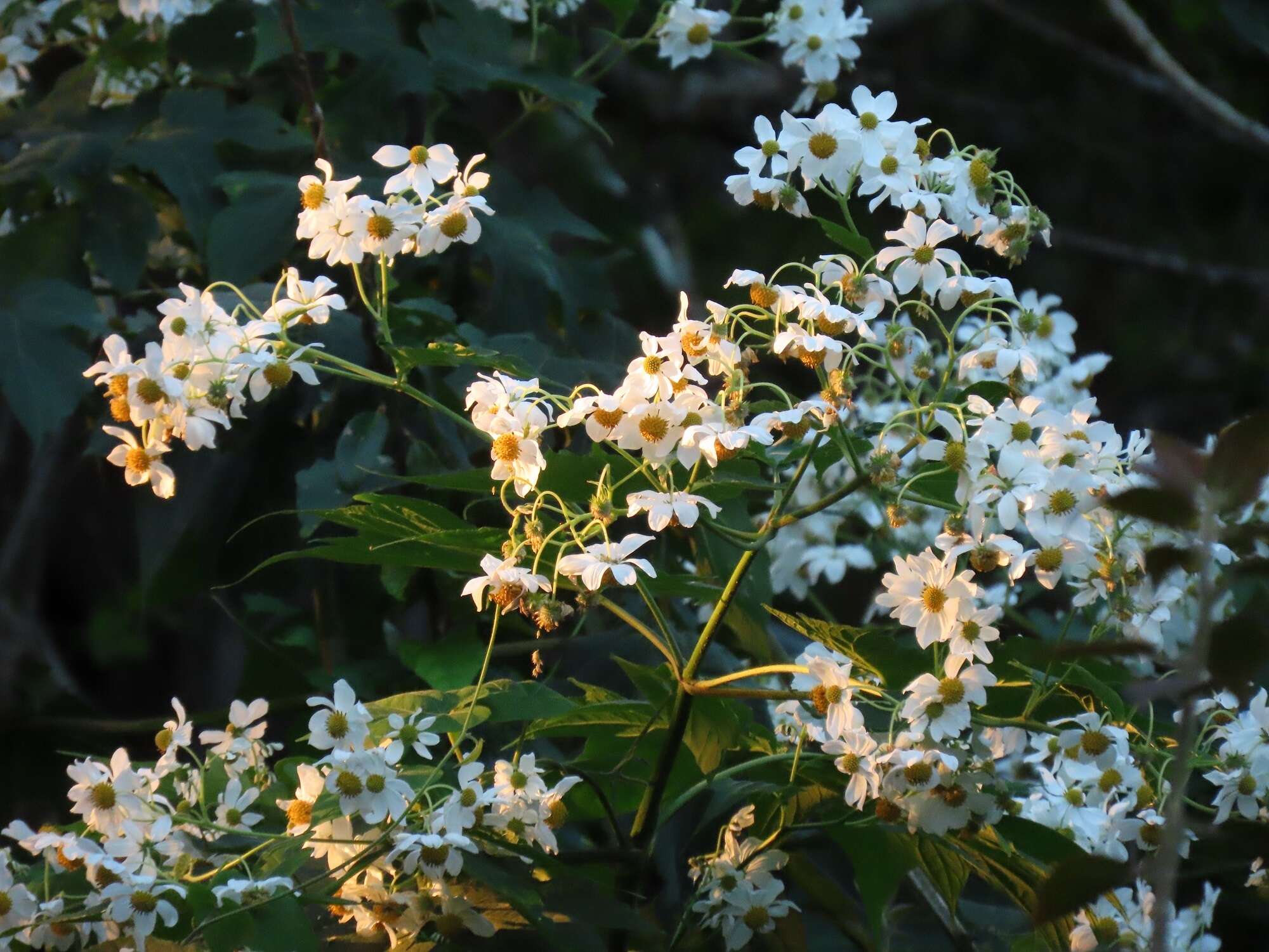 Image de Montanoa hibiscifolia (Benth.) C. Koch