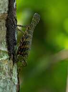 Image of Draco quinquefasciatus Hardwicke & Gray 1827