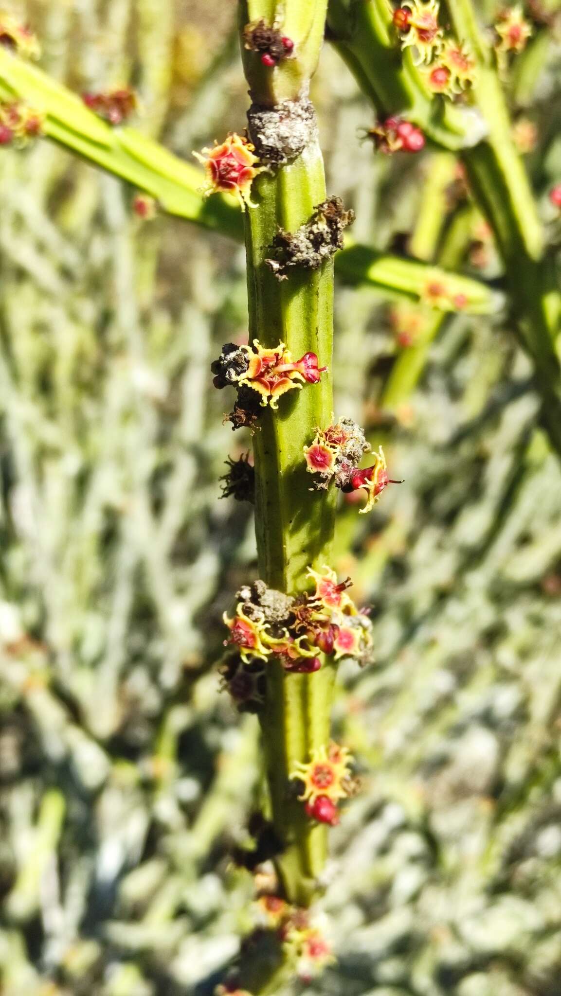 Sivun Euphorbia phosphorea Mart. kuva