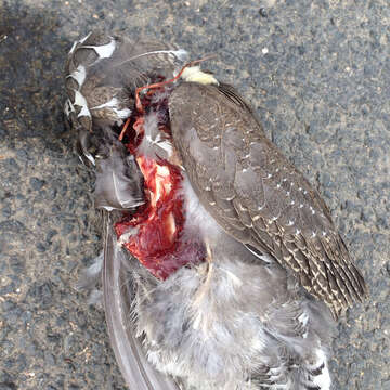 Image of Dusky Grouse