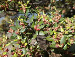 Image of Nothofagus solandri (Hook. fil.) Oerst.