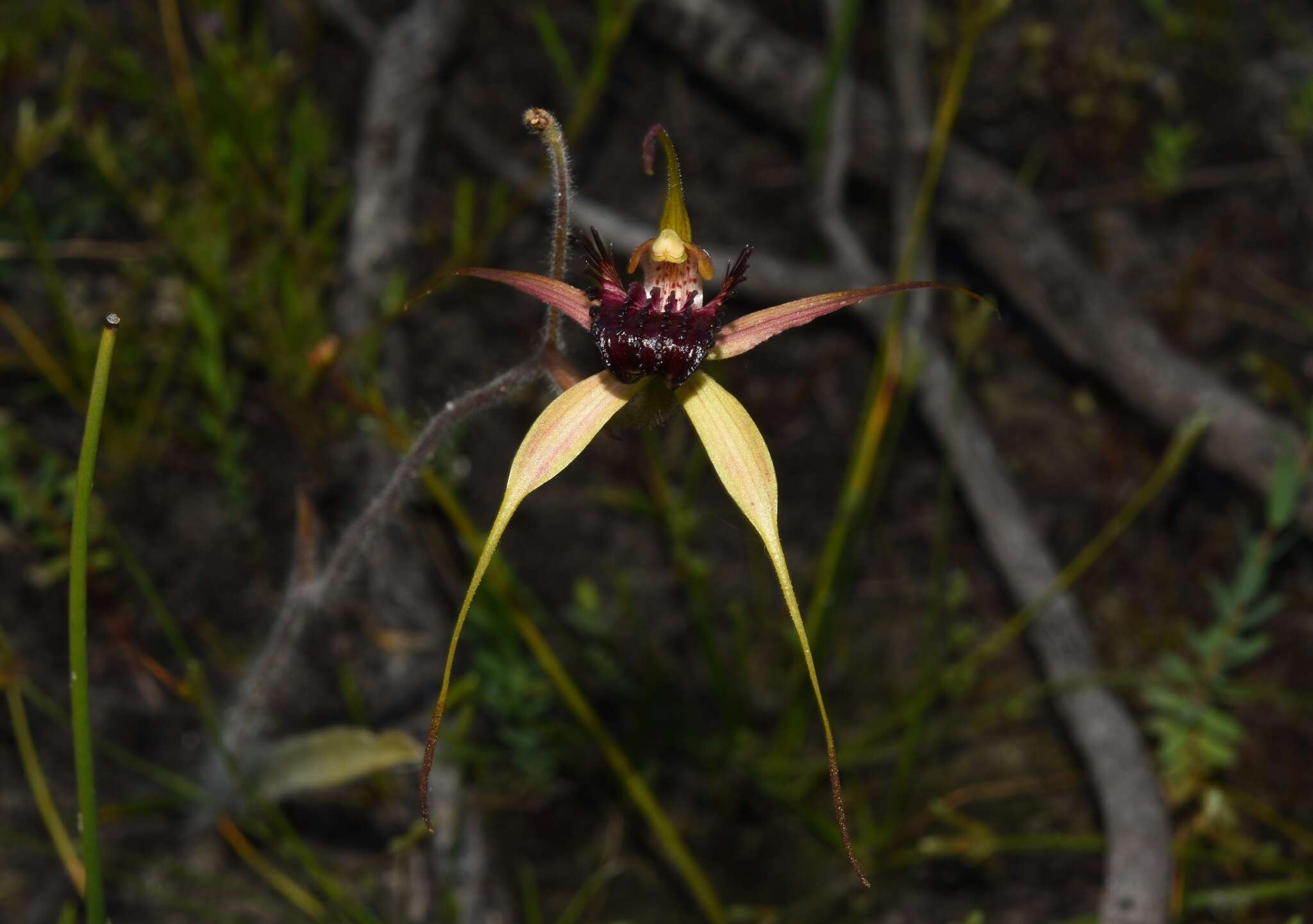 Image of Swamp spider orchid